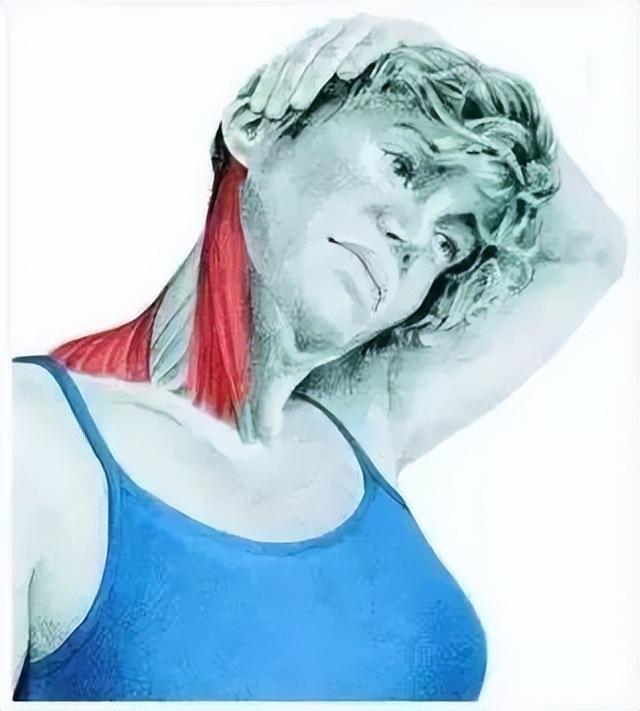 10分钟懒人拉伸训练动作，这6组33个拉伸动作绝了