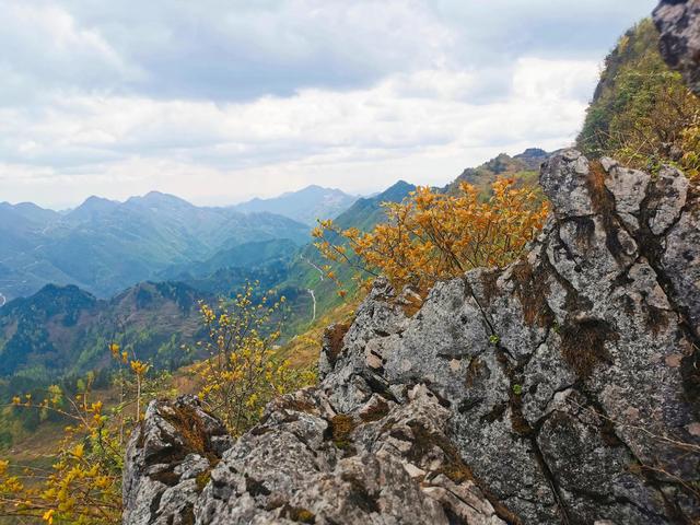 蜀地深山野生蜂蜜，贵州大山里的野生土蜂蜜