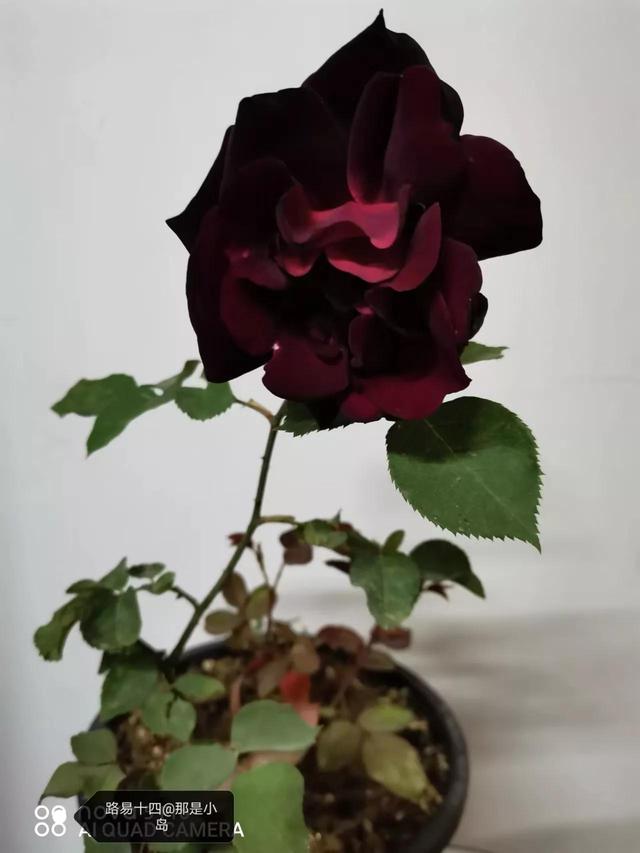 路易十四玫瑰的魅力，路易十四玫瑰的魅力