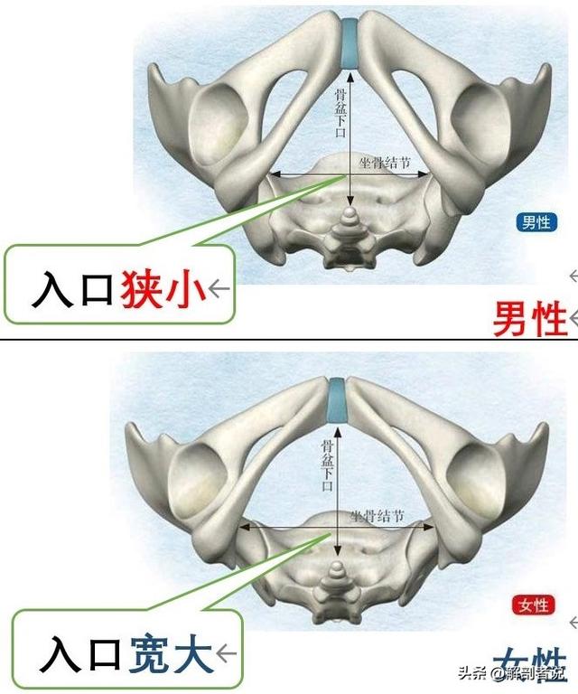 雌雄莫辨图解，白话解剖一堆白骨