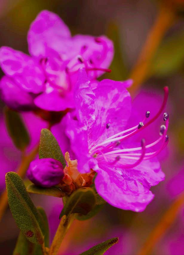 花开有期只为在最美时光里遇见你，一花一深情花如人生
