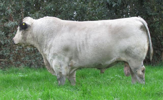 世界上所有牛的品种识别，一种英国杂交牛