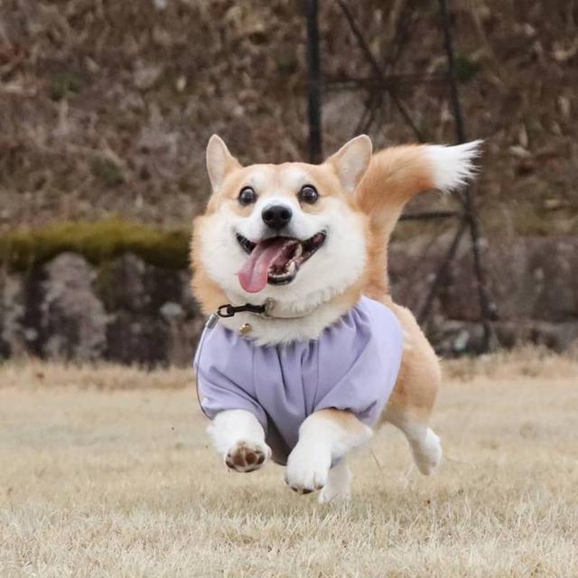 柯基犬的优缺点，柯基犬有什么优点和缺点（为什么不建议养公柯基）