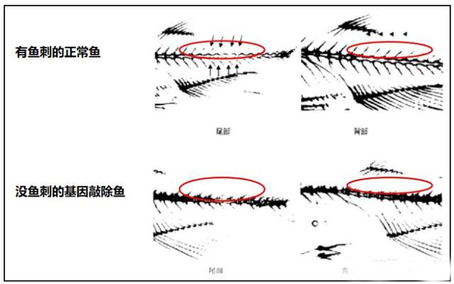 野钓无刺鲫鱼，了解有刺和无刺后再做选择