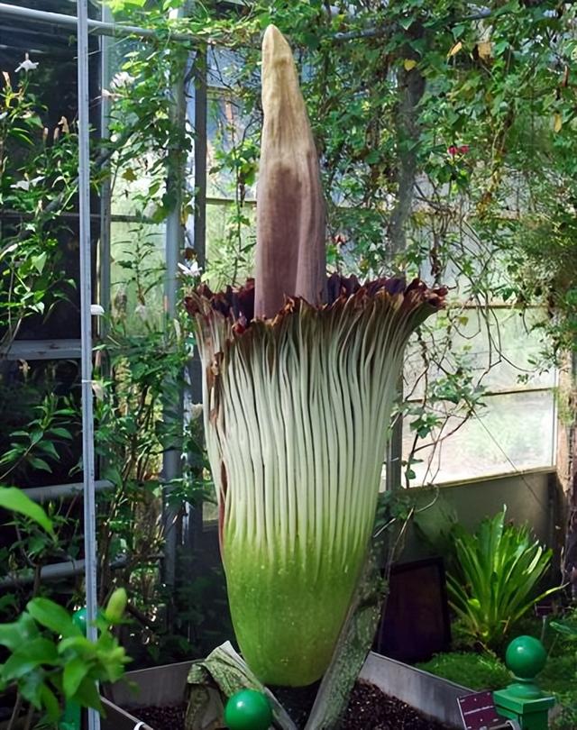 神奇的植物有哪些，世界上八大神奇植物（这些神奇植物你见过吗）