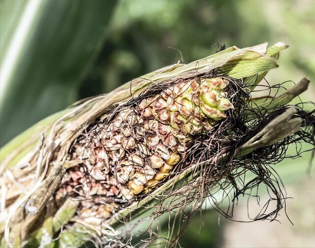 黄瓜种植方法大全，快来看看正确的方法