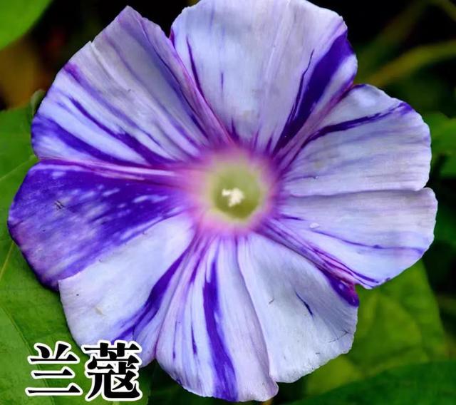 做梦也没想到牵牛花能开成这个样子，斗牛牛心脏（周公解梦：梦见这四种花草）