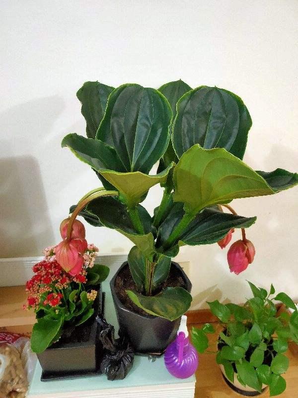 十大最贵最美兰花，绝美兰花50幅