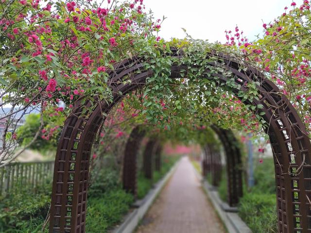 乌鸦哥绘画，阿庆哥画鸟