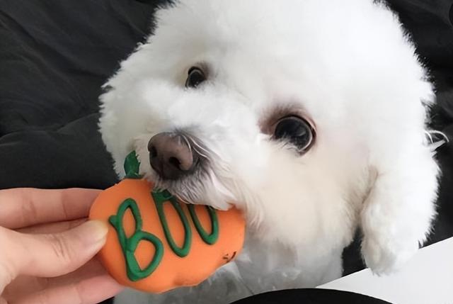 比熊犬的五个不足之处，比熊犬有这些特征