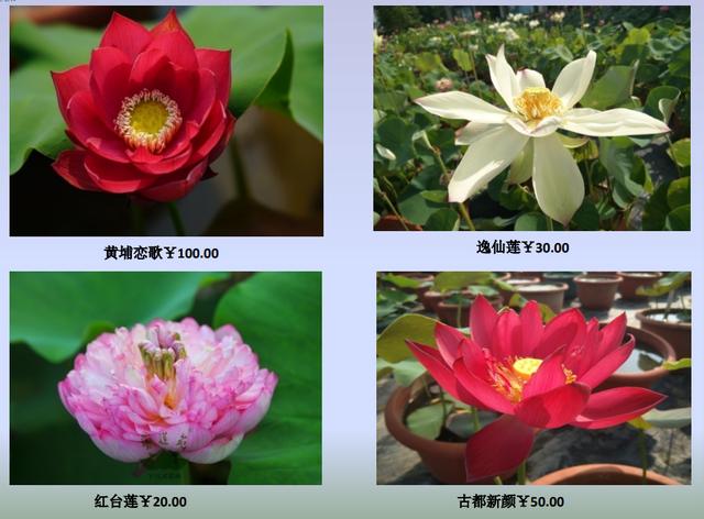 名贵荷花十大品种，最大的荷花品种排行榜