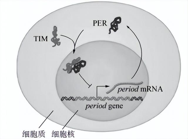 生物钟功能紊乱会造成什么危害，可引发诸多疾病