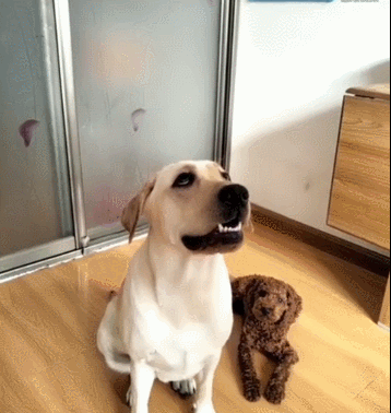拉布拉多犬的优缺点，拉布拉多好养吗优缺点有哪些（拉布拉多犬的缺点总结）