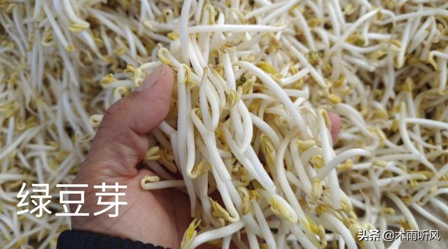 黄豆芽生长纹肥胖(黄豆芽长出绿叶还能吃吗)