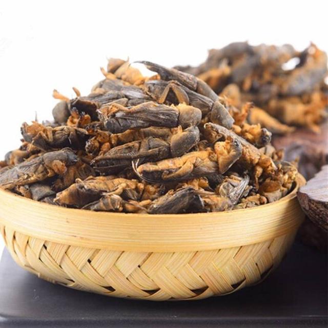 最正宗的农村土狗，10块钱买了只小土狗