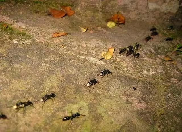 世界上最大的蚂蚁，世界上最大的蚂蚁在哪里生长（世界上最大的蚂蚁公牛蚁）