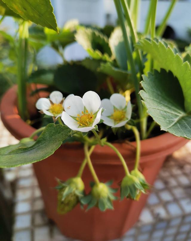 草莓盆栽怎么养，各种盆栽草莓的种植方法（家庭盆栽草莓的种植方法）