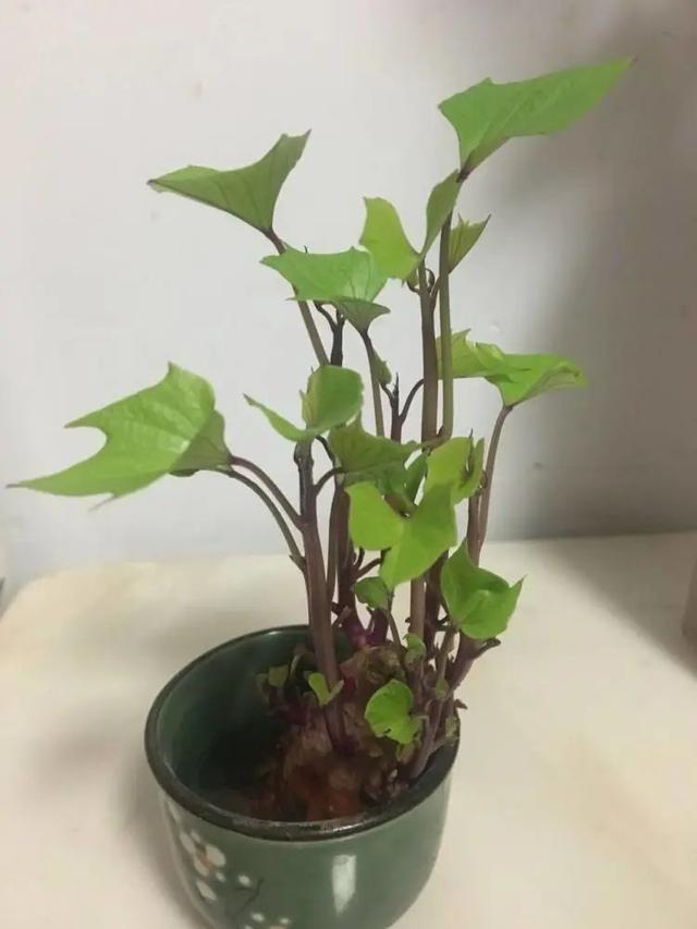 适合阳台种的蔬菜都有哪些，实用分享30款适合阳台种植的蔬菜