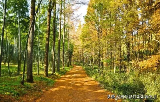 杭州春游适合的地方，风景绝美好玩不贵