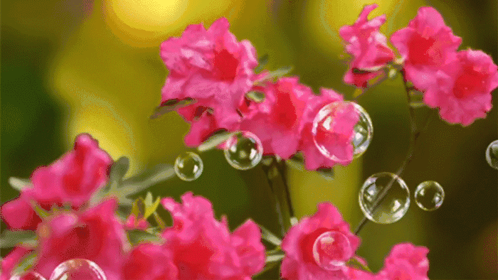 杜鹃最值得去的地方，赏杜鹃还有这些好地方…