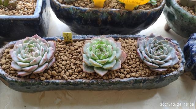 一般用什么土最合适，这2种土各有优缺点