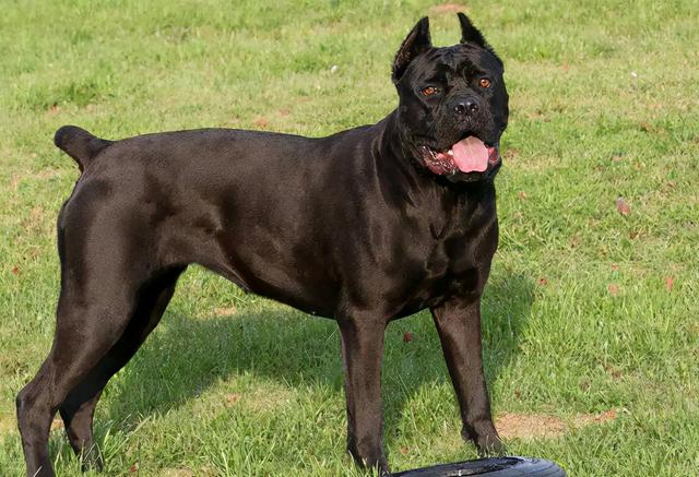 什么狗狗最听话最温顺，这5种狗狗不仅性格温顺