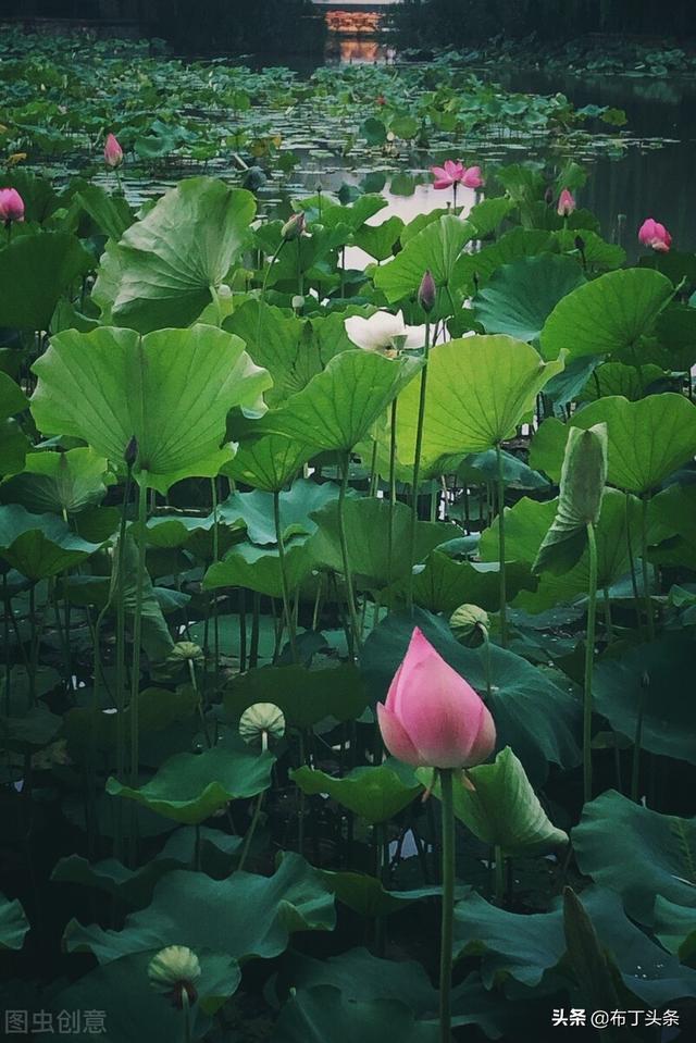 荷花诗词诗句，咏荷花诗词十四首
