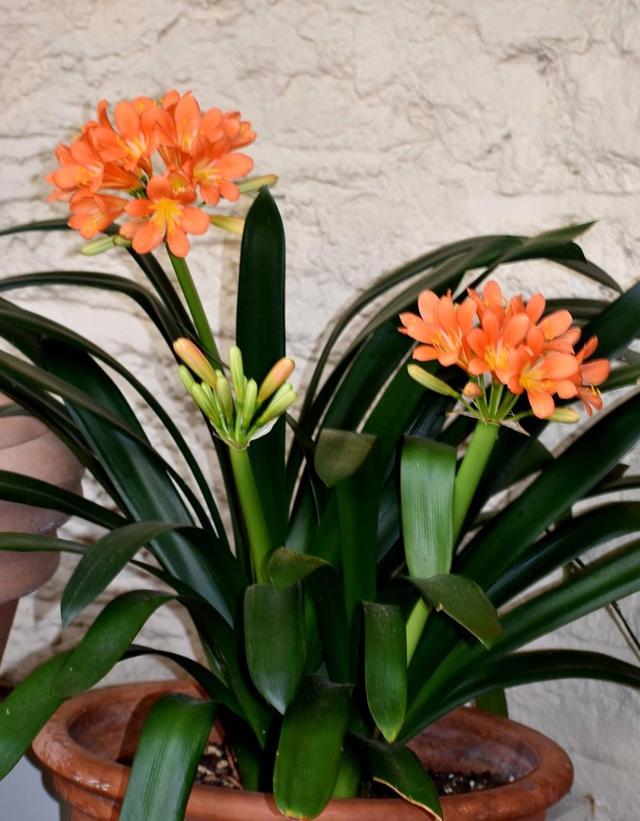 适合家里养的喜欢阳光的花，7种喜阴花