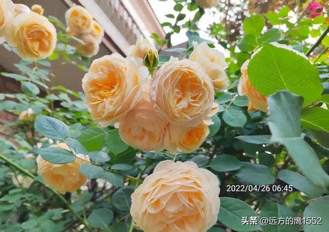 玛格丽特王妃月季，玛格丽特王妃花苞（最值得养的“月季”）