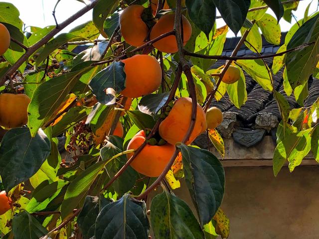 房前镇宅风水树，吉树进吉宅富贵自然来