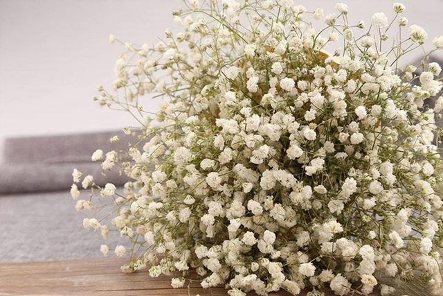 蓝色满天星图片，各种花的名称以及花语