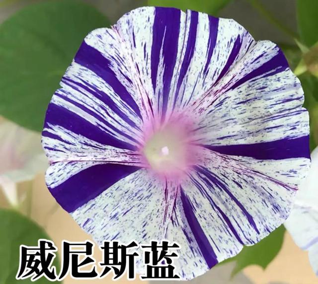 做梦也没想到牵牛花能开成这个样子，斗牛牛心脏（周公解梦：梦见这四种花草）