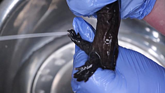 娃娃鱼与野生鱼的区别，曾千元难买1斤的娃娃鱼