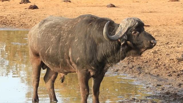 世界上最大的野牛有多重，云南发现8头野牛