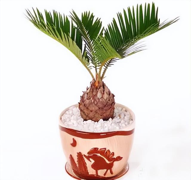 英短蓝猫容易生什么病，蓝猫“遗弃率高”不是没有道理