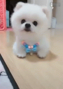 怎样分辨博美犬的性格，小博美的这几个性格特点