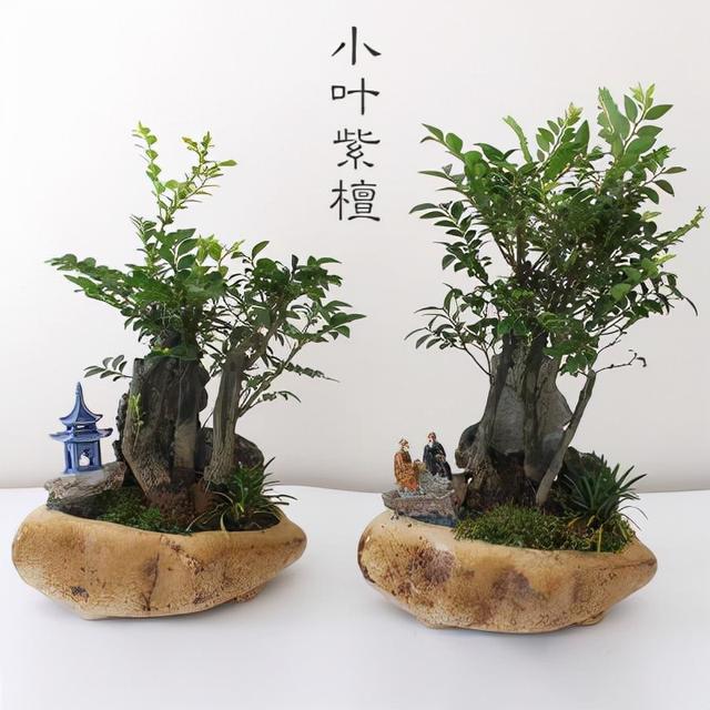 小叶紫檀盆景图片，小叶紫檀盆景养护技巧（盆景首选小叶紫檀）