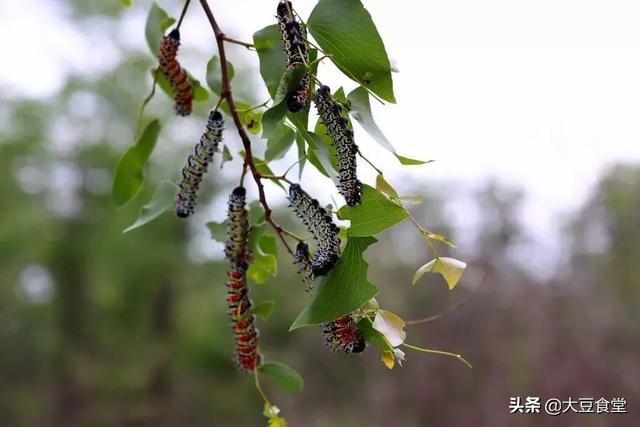 国外最好吃的十大美食，这是一份实在不可以错过的地道非洲美食推荐