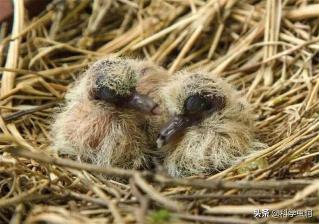 野生斑鸠有多少种，但为何很少会看到斑鸠巢穴