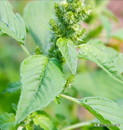 可以吃的野菜种类大全，教你认识不同的野菜和吃法