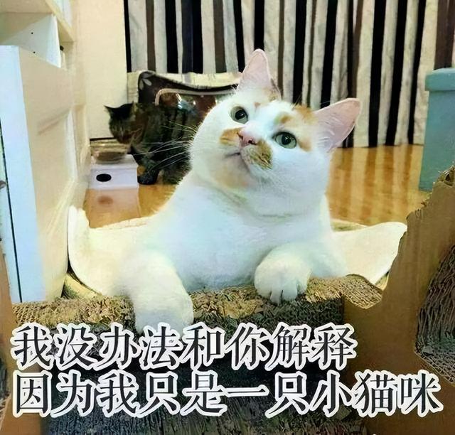 养母猫有什么注意事项，想养母猫劝你慎重