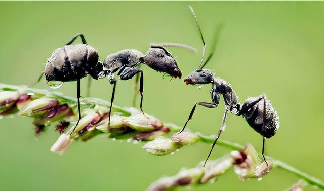世界上最大的蚂蚁，世界上最大的蚂蚁在哪里生长（世界上最大的蚂蚁公牛蚁）
