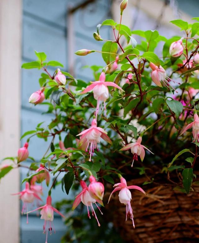 适合家里养的喜欢阳光的花，7种喜阴花