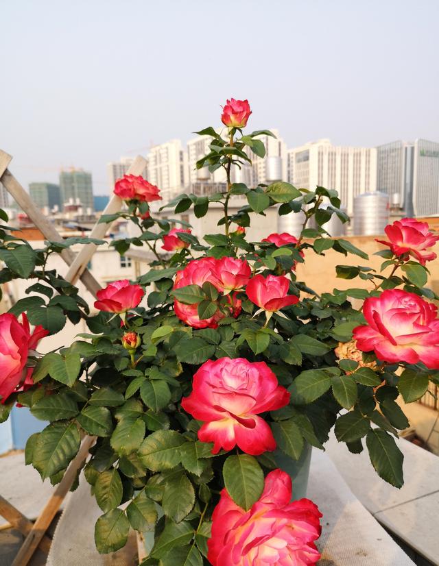 摩纳哥王妃月季叶片特征，喜欢月季花就养