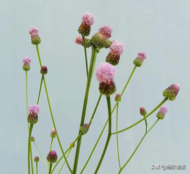 这么多野菜你认识几种，比韭菜还鲜嫩