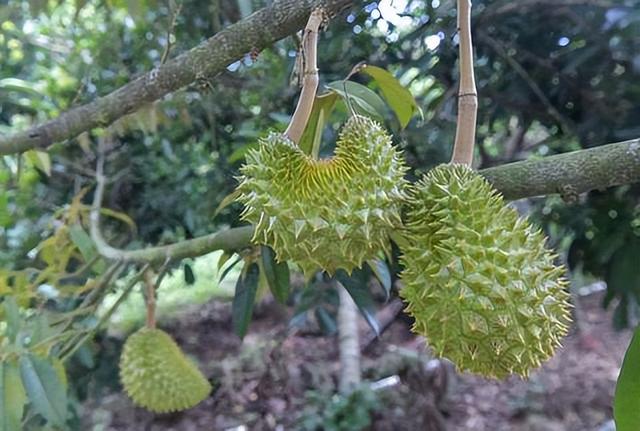 懂一只榴莲背后的故事，洪小鱼一颗榴莲的前世今生