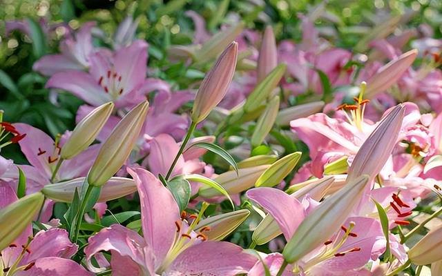 花开富贵是什么花，代表富贵和幸福的花（“有灵气”的2种花）