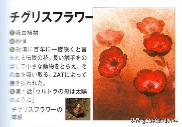 宇宙海人巴爾吉星人，泰羅奧特曼第6集的怪物（泰羅我勸你不要不識好歹）