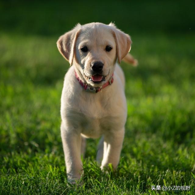 拉布拉多寻回犬，拉布拉多犬寻回犬的优点和缺点