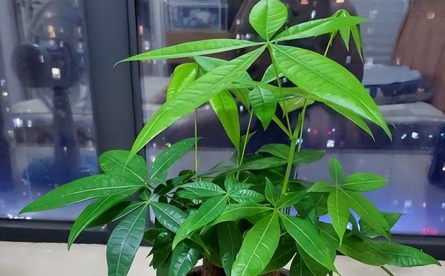 比较大的绿植，寓意美好又耐看的6⃣️款大型绿植